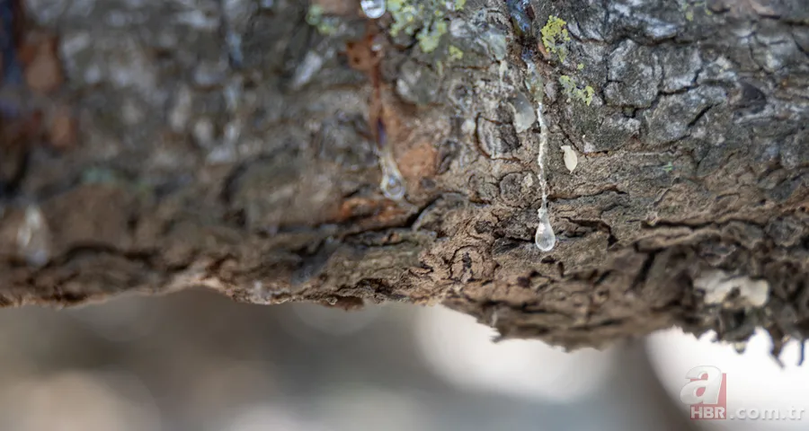 Çeşme'de hasadı başladı! Altın değerindeki sakızın kilosu 12 bin TL: Hem sağlık hem ekonomiye katkı sağlıyor 2