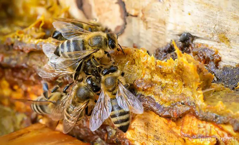 Bunu kışın içeceğine atan hasta olmuyor! Faydaları saymakla bitmeyen besin kansere geçit vermiyor 16