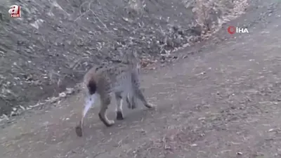 Avını taşıyan vaşak kamerada