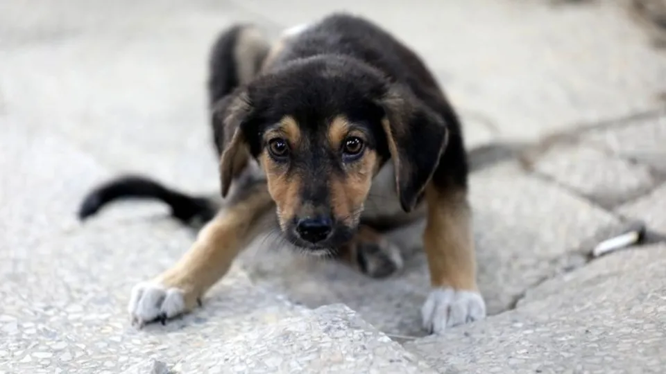 Köpeği faraşa koyarak dereye atan işçi konuştu