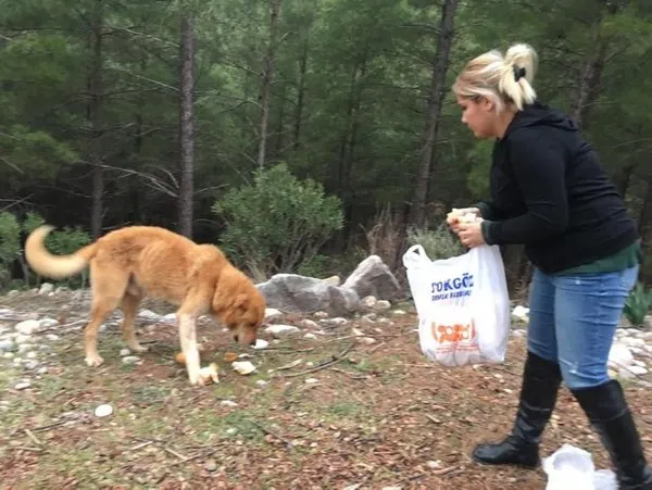 Son dakika: Hayvan hakları yasası tamam! İşte madde madde tarihi düzenleme - 3