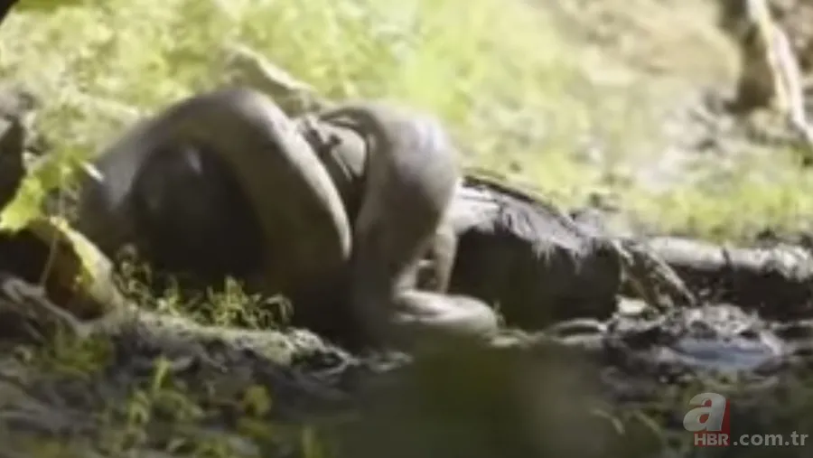 Kral kobra yılanı İngiliz adama saldırdı! Dünyanın en tehlikeli yılanı dinlenen adamı yakaladı 35