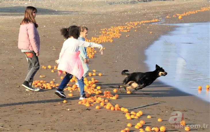 Görüntüler Türkiye’den! Binlerce portakal sahile vurdu