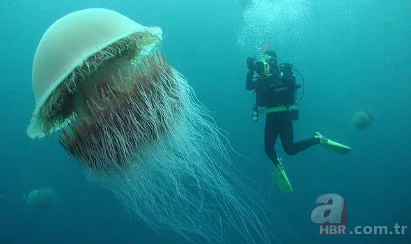 Mavi balinadan bile uzun olan o canlı: Ne beyni var ne de kemiği 5