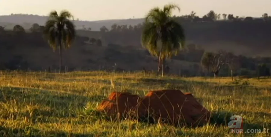 Karınca yuvasından sanat eseri çıktı 🐜 Vahşi doğanın usta mimarları! Otoban, yan yol ve patika bile yapmışlar 1