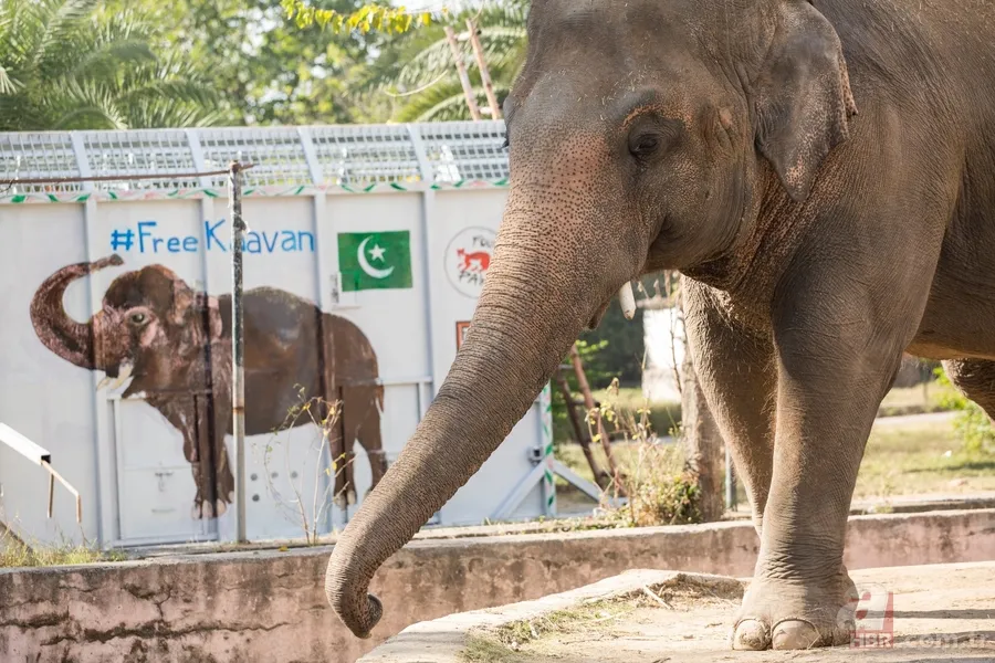 Partnerini kaybetmişti! Dünyanın en yalnız fili "Kaavan"... 4