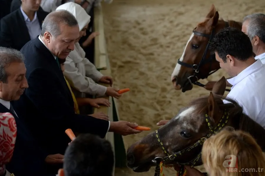 Katar emirinden Cumhurbaşkanı'na sürpriz: 53 tane Arap atı gönderdi 1