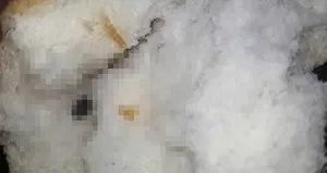 Ekmeğin içinden çıkan mide bulandırdı!