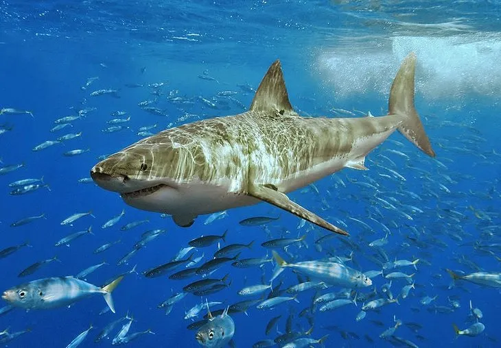 En tehlikeli 10 köpek balığı