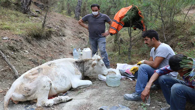 Uçurumdan düşerek yaralanan ineğinin başında üç gün bekledi - 4
