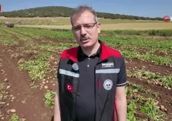 Adana'da turfanda patateste hasat başladı