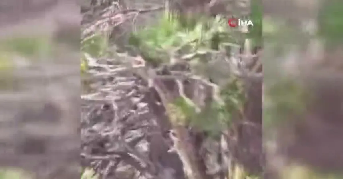 Türkiye’de yaşayan en büyük yılanlardan! O ilimizde böyle görüntülendi