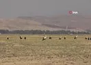 Muş Ovası’nda leylekler büyük göçe hazır