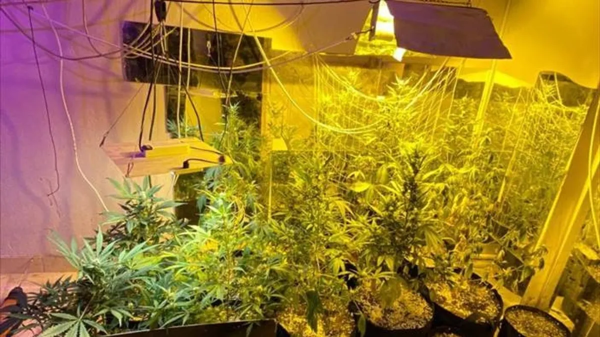 Evinde Hint keneviri yetiştiriyordu! Tutuklandı