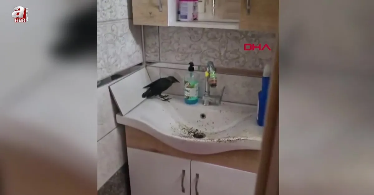 Banyoda mahsur kalan karga kurtarıldı