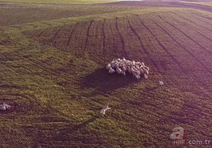 Kangal 5 metre yükseklikteki ’Drone’u kaptı! O anlar sosyal medyayı salladı