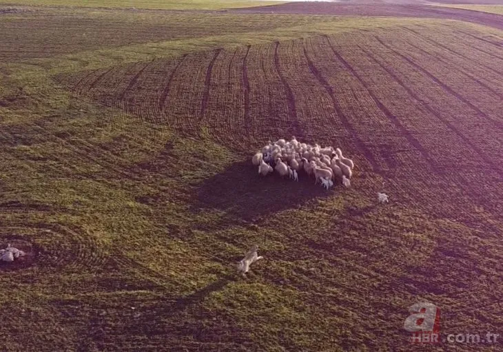 Kangal 5 metre yükseklikteki 'Drone'u kaptı! O anlar sosyal medyayı salladı