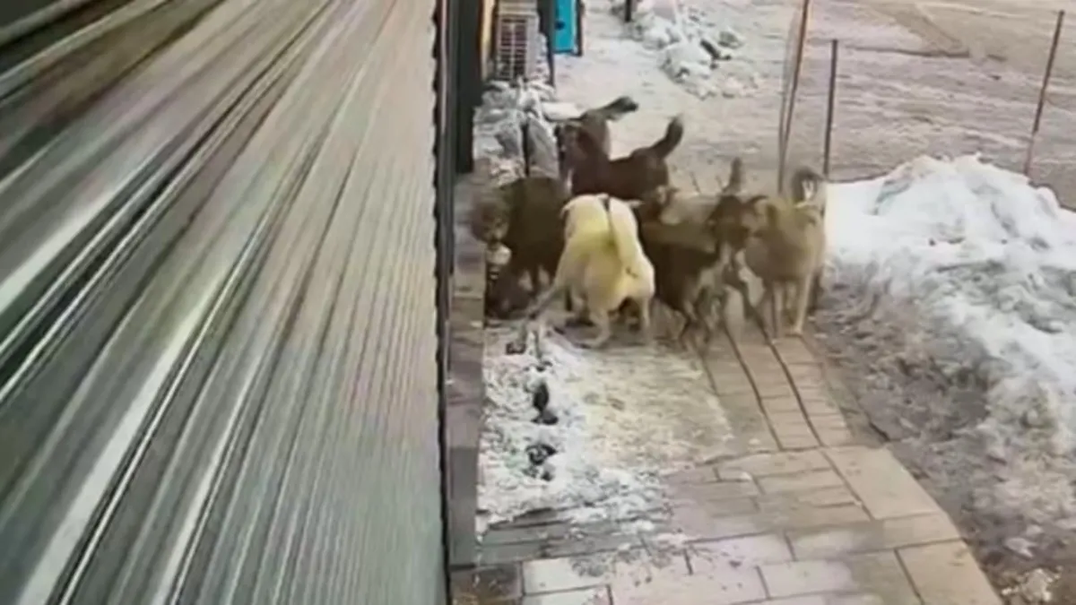 Hakkari’de köpekler bu kez kurda saldırdı! O anlar kamerada