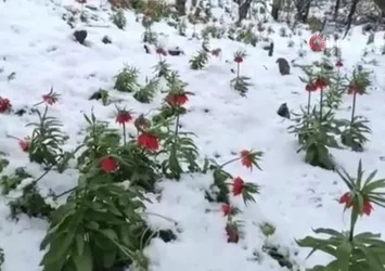 Van'da ters laleler kar altında