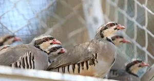 Yaylatepe’de 500 keklik doğaya salındı