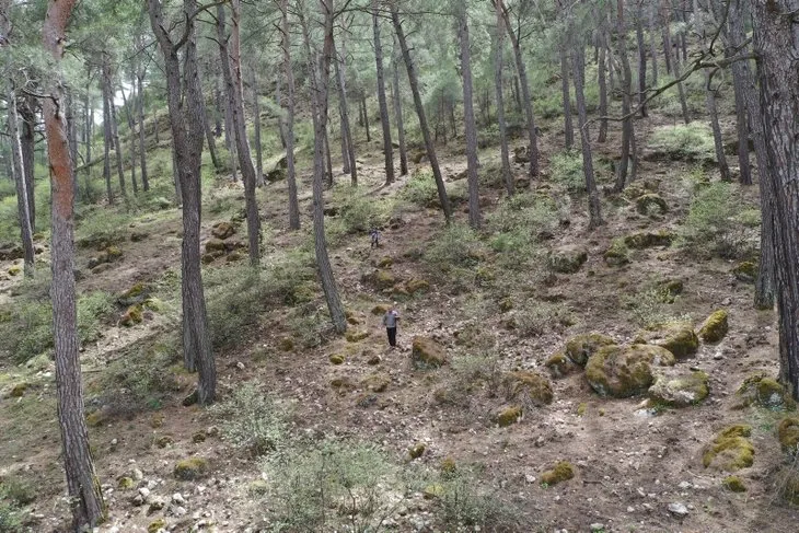 Antalya’da ormanlık alanlardan toplanan kuzugöbeği mantarının kilosu 2 bin lira