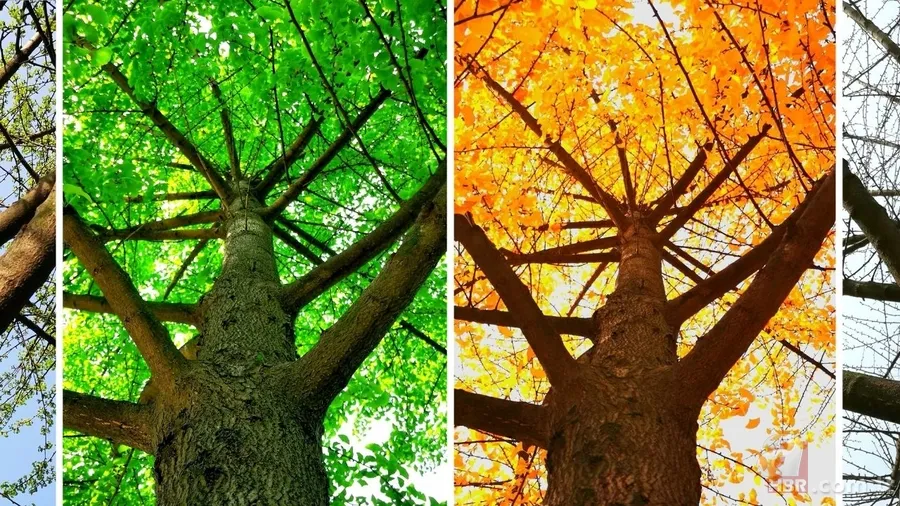 Dünya’nın mevsim haritası yenilendi: Uyumsuzluk sanıldığından büyük 4