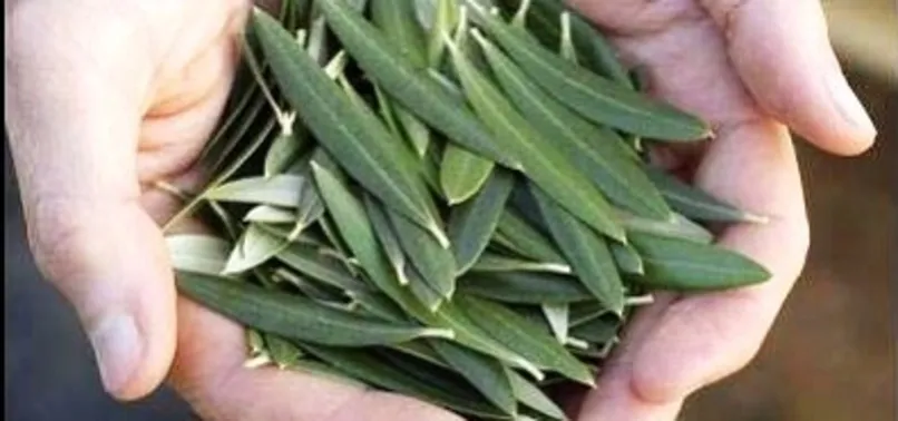 Koronavirüsle mücadelede doğal antibiyotik! Günde 3 kez tüketilebilir