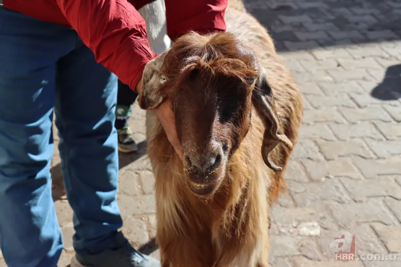 Ahırın kapısını açınca dehşete düştü! 3 gözlü 4 burun delikli buzağıyı görenler inanamadı! Kuyruğunda… 8