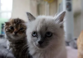 Paris'teki stüdyo dairede 130 kedi bulundu