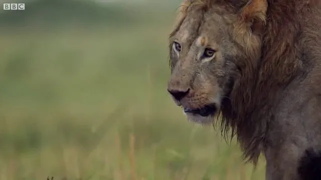 Sırtlanların arasında tek başına kalan aslanın mucize kurtuluşu! Son anda öyle şeyler oldu ki... 