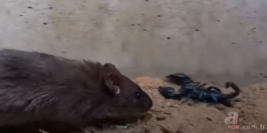 Görüntüler Türkiye’den… Havalar ısınınca ortaya çıktı! Gece uykudayken akrep soktu 7