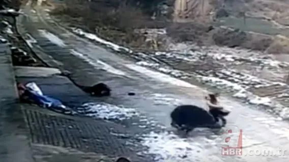 Bilecik’te 220 kiloluk dev domuz avcıya saldırdı! O anlar kamerada 14