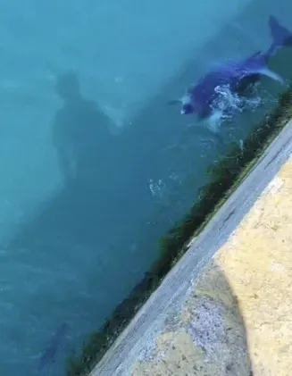 Kadıköy'de balık avlayan yunuslar kamerada - 3