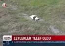 İstanbulda yürek sızlatan görüntü! Onlarcası telef oldu