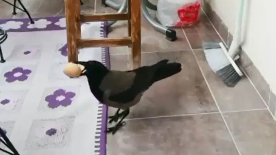 Gerçeği öğrenince şaştı kaldı! Balkondaki yumurta hırsızı böyle yakalandı