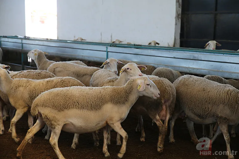 Tarım ve Hayvancılık Destek Paketi Başvuru 2025 | Şartları neler, ne kadar ödenecek? 6