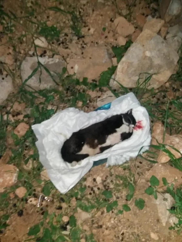 Bodrum'da görenleri şoke eden olay! Kundakta bebek var zannettiler içinden... - 2