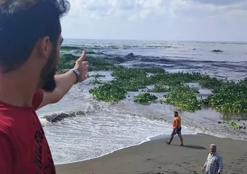 Hatay’da “su canavarları” denizi istila etti