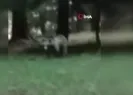 Ayı ile öz çekim sosyal medyanın gündemine oturdu