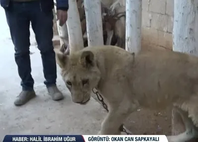 Teröristler hayvanları da çalmak istedi