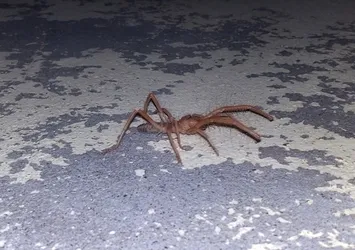 Geceleri ortaya çıkıyor! 'Sarıkız' alarmı