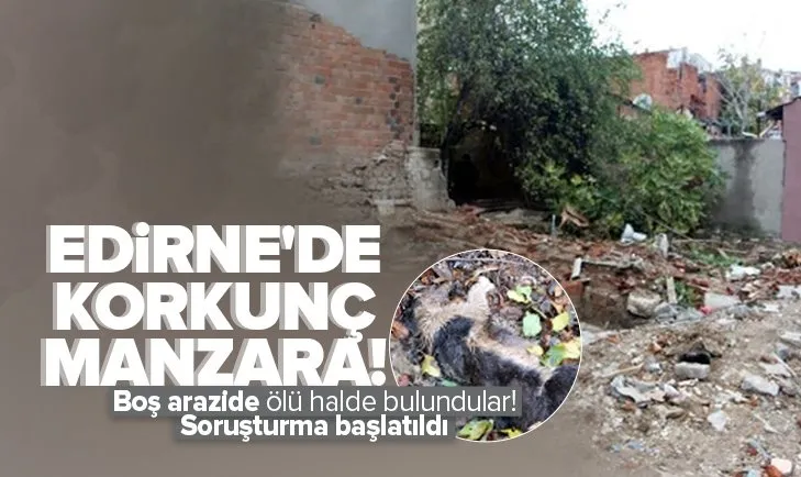Edirne’de korkunç manzara! Kedi ölümleriyle ilgili soruşturma başlatıldı