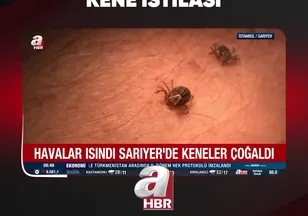 İSTANBUL'DA KENE İSTİLASI