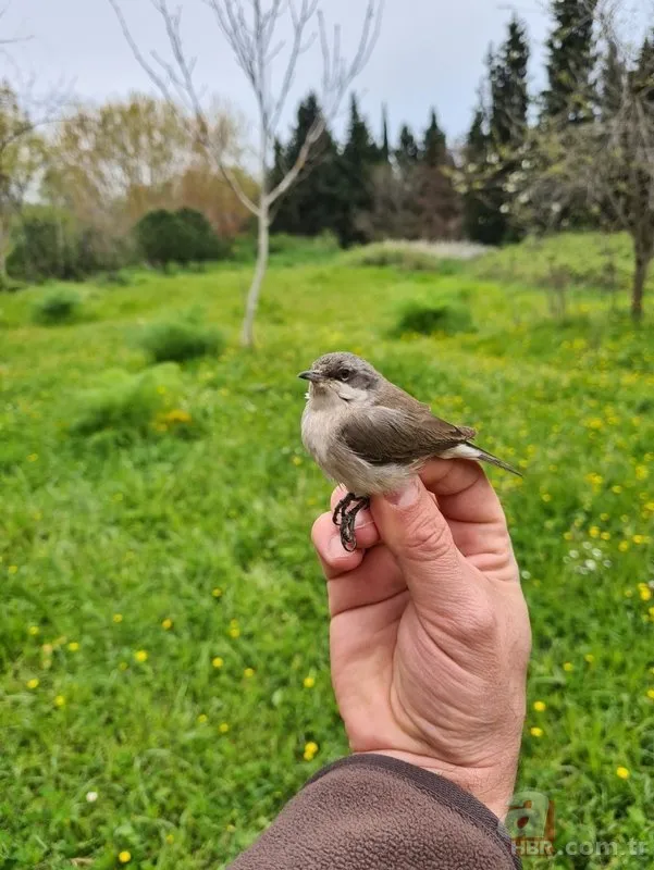 Sadece 8 gram ağırlığında! Bir gecede gittikleri yol mesafesi şoke etti