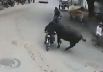 Buffalo motosiklet sürücüsüne kafa atarsa...