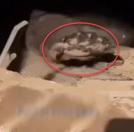 Bodrumdan çıktı! Ev sahibi şoke oldu