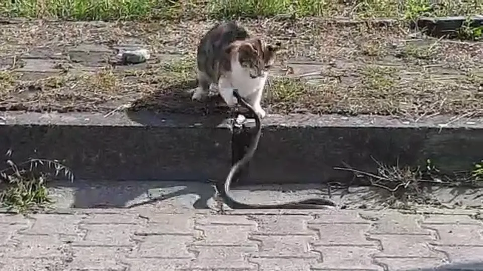 İlk hamleyi yılan yaptı! Ölümcül kapışma saniye saniye kamerada! Bakın kim pes etti