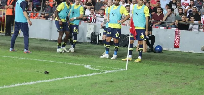 Samsunspor – Fenerbahçe maçında sahaya fare girdi! Futbolcular şaştı kaldı