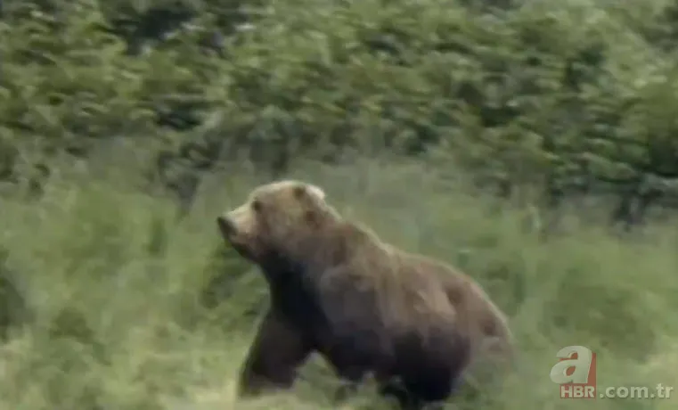 İneklerini otlatan çobana ayı saldırdı! Kelime-i Şehadet getirirken olanlar oldu 1
