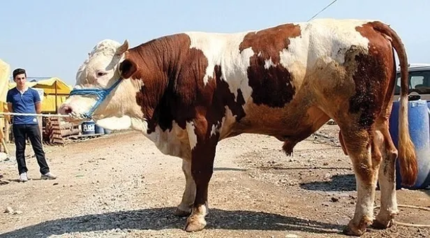 Kurban Bayramı ne zaman, kaç gün kaldı? 2022 Kurban Bayramı tatili kaç gün olacak? - 1